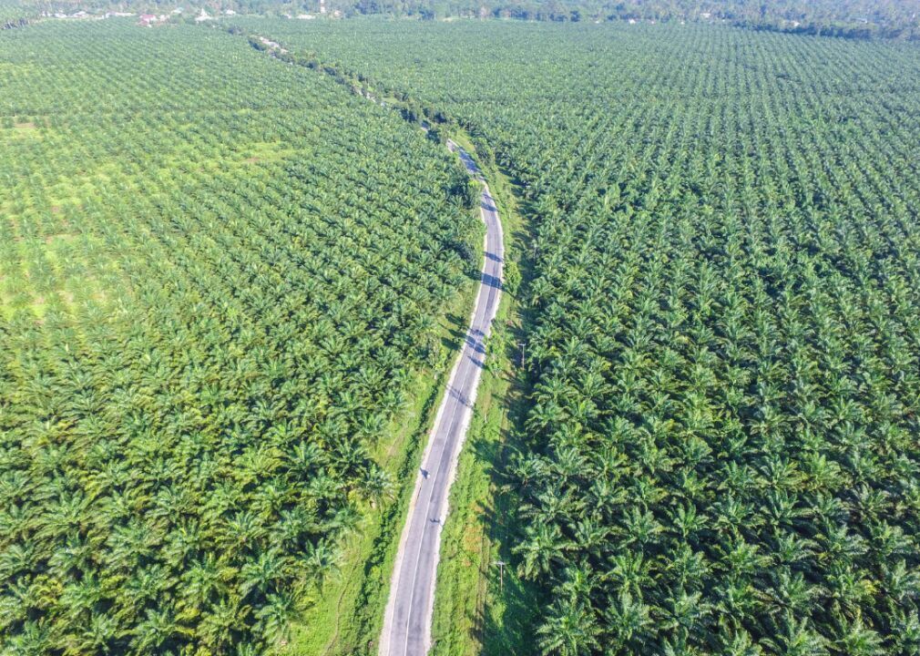 #8 (highest): Palm oil